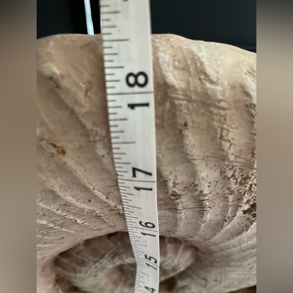 Design Toscanini Large Ammonite Fossil Sculpture On Museum Mount 18.5x18.5x4 - Picture 9 of 13